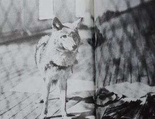Aus Berlin: Neues vom Kojoten