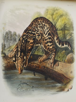 The Quadrupeds of North America