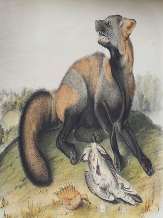 The Quadrupeds of North America