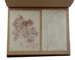 19th Century Herbarium Album Containing Original Seaweed Specimens