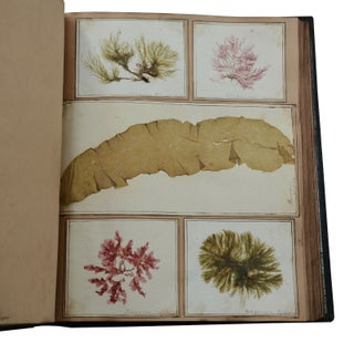 19th Century Herbarium Album Containing Original Seaweed Specimens