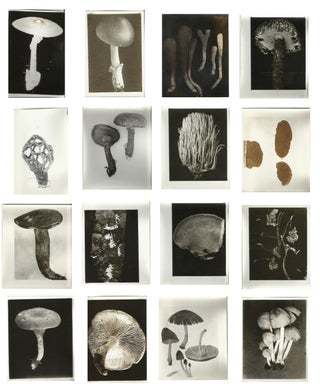Item #140939676 Large Mycology Photograph Archive Depicting Fungi & Mushroom Hunters