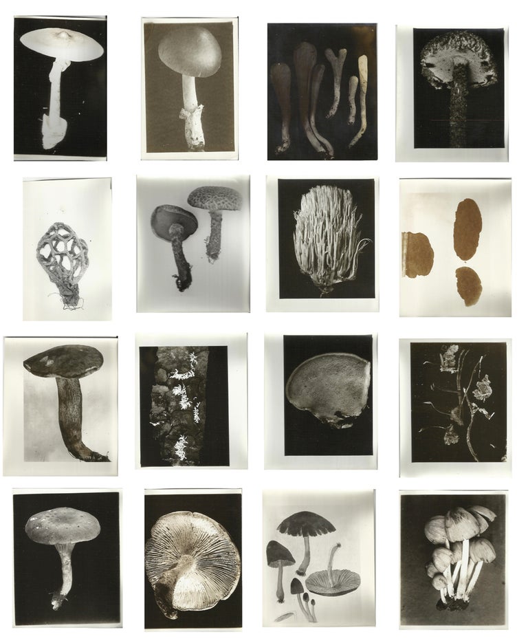 Item #140939676 Large Mycology Photograph Archive Depicting Fungi & Mushroom Hunters.