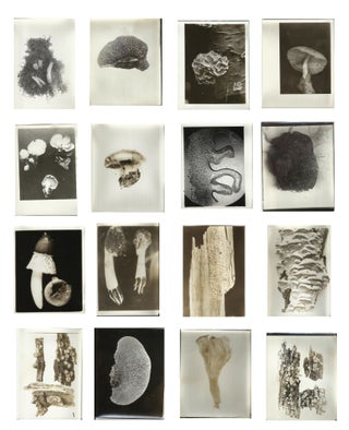 Large Mycology Photograph Archive Depicting Fungi & Mushroom Hunters