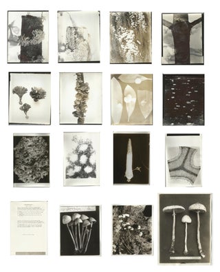Large Mycology Photograph Archive Depicting Fungi & Mushroom Hunters