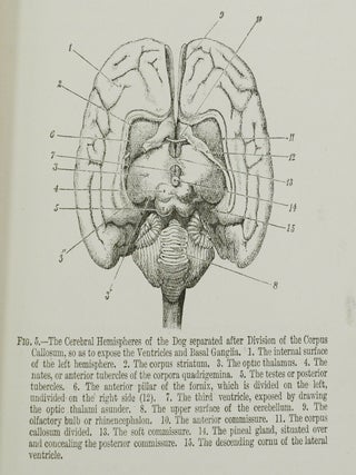 The Functions of the Brain