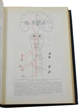 The Gross and Minute Anatomy of the Central Nervous System
