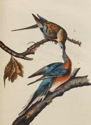 The Birds of America, from Drawings Made in the United States and Their Territories