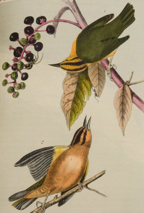 The Birds of America, from Drawings Made in the United States and Their Territories