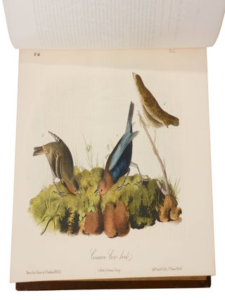The Birds of America, from Drawings Made in the United States and Their Territories