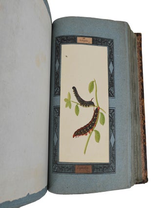Insecta Lepidoptera Europae secundum Classificationem Doctoris J.A. Boisduval (Moth Specimens)