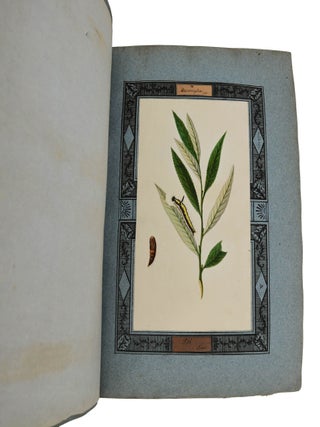 Insecta Lepidoptera Europae secundum Classificationem Doctoris J.A. Boisduval (Moth Specimens)