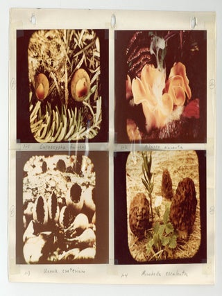 Photo Album with 232 Photographs of Mushrooms In Their Native Habitat