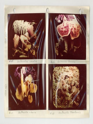 Photo Album with 232 Photographs of Mushrooms In Their Native Habitat