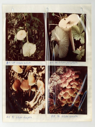 Photo Album with 232 Photographs of Mushrooms In Their Native Habitat
