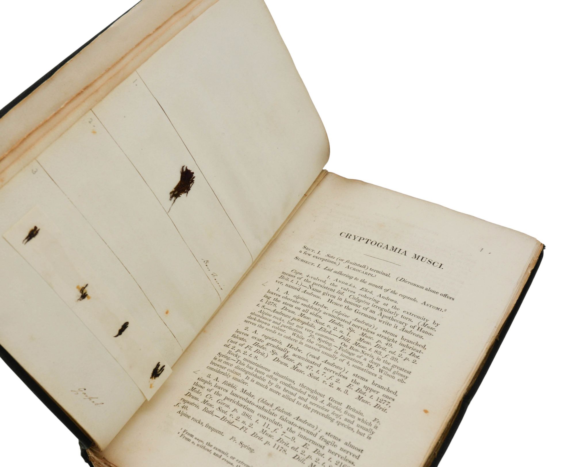 The English Flora of Sir James Edward Smith. Class XXIV: Cryptogamia ...