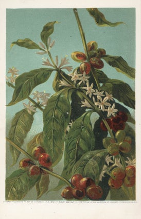 Coffee: Its History, Cultivation, and Uses. Illustrated with Original Designs by Eminent American Artists, and a Map of the World Showing the Several Places Where Coffee Is, or May Be Produced, and Where It Is Also Used.