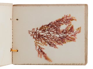 Sea Mosses From California (Herbarium)