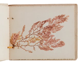 Sea Mosses From California (Herbarium)