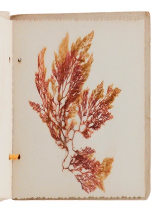 Sea Mosses From California (Herbarium)