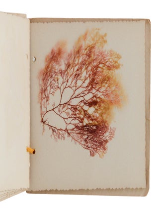 Sea Mosses From California (Herbarium)