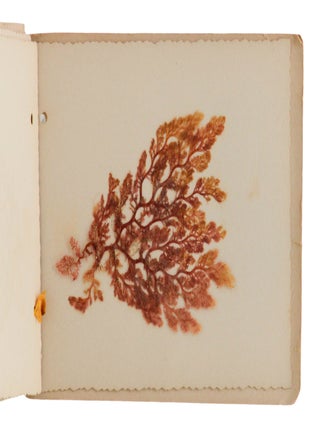 Sea Mosses From California (Herbarium)